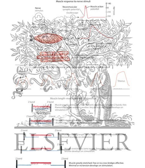 Watermarked preview of labeled image: Muscle Response to Nerve Stimuli