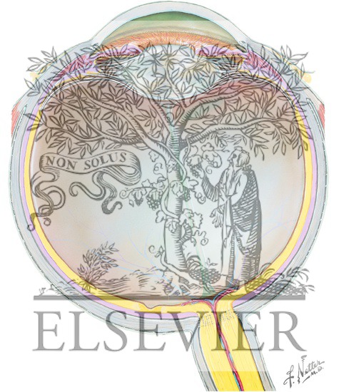 Watermarked preview of unlabeled image: Globe of Eye