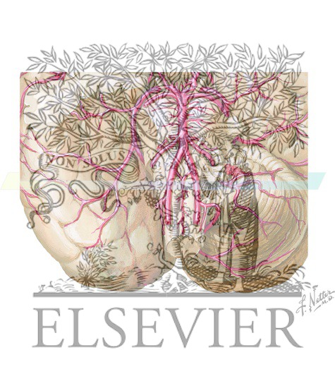 Basilar and Vertebral Arteries