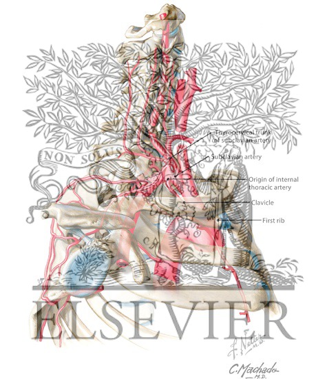 Right Subclavian Artery, Origin