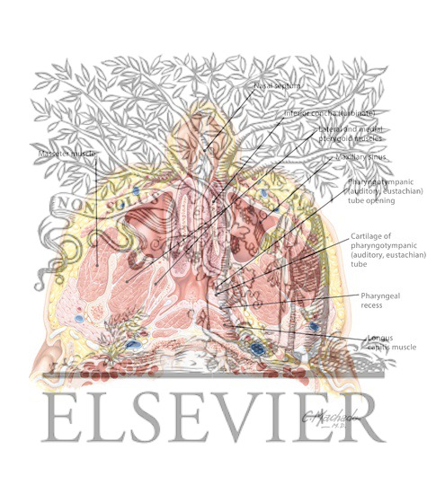Watermarked preview of labeled image: Nose and Paranasal Sinuses: Cross Section