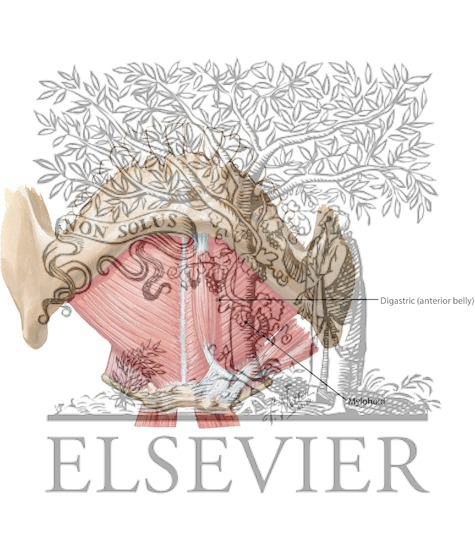 Watermarked preview of labeled image: Floor of Mouth 