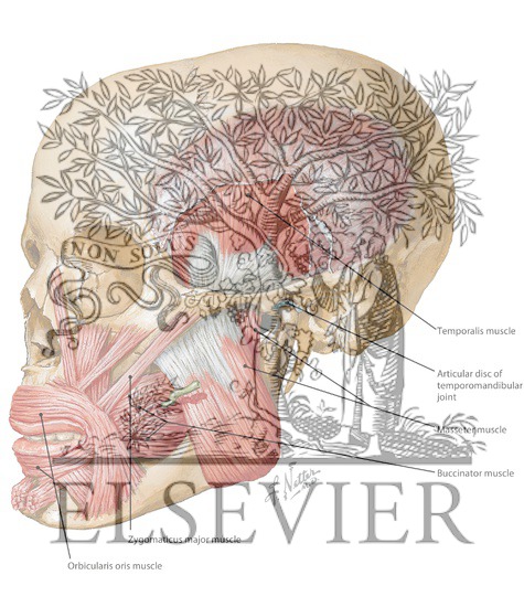 Temporal Region: Muscles of Mastication