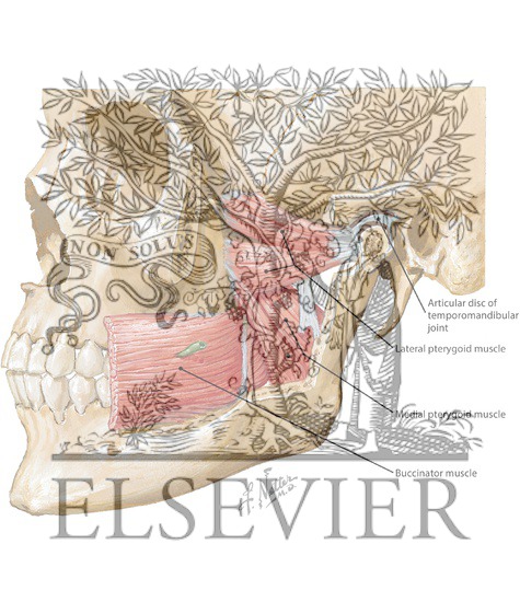 Temporal Region: Muscles of Mastication