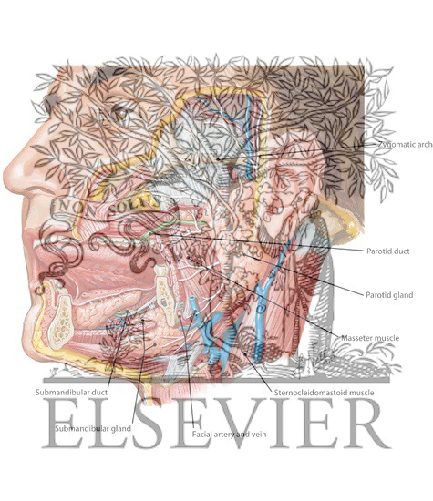 Watermarked preview of labeled image: Salivary Glands