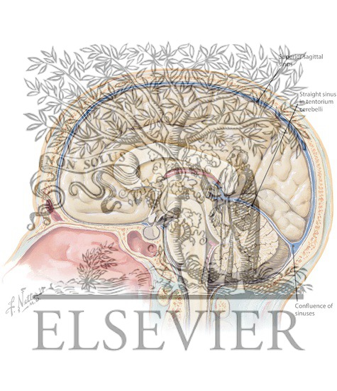 Medial Surface of the Brain: Brodmann Areas