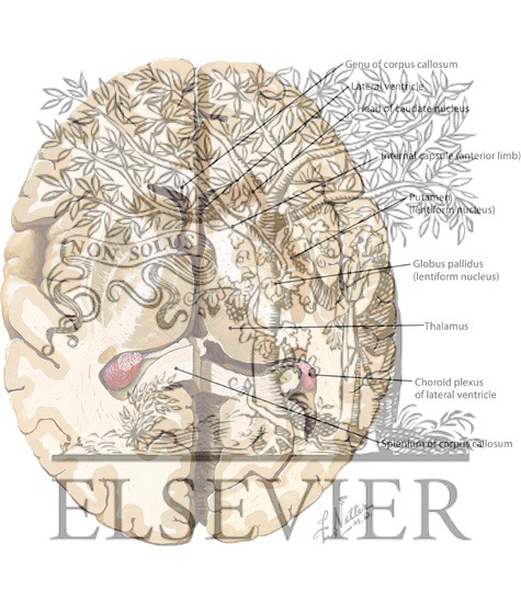 Watermarked preview of labeled image: Cerebral Cortex and Basal Ganglia, Axial Section