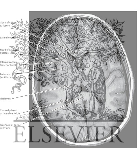 Watermarked preview of labeled image: Cerebral Cortex and Basal Ganglia, Axial Section