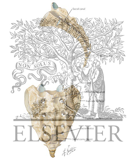 Watermarked preview of labeled image: Sacrum