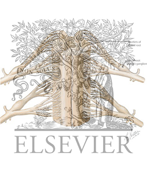 Spinal Cord, Nerve Roots