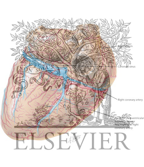 Heart, Posterior View