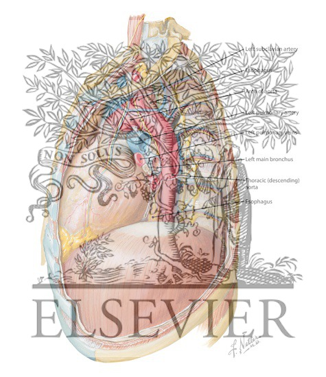 Watermarked preview of labeled image: Mediastinum