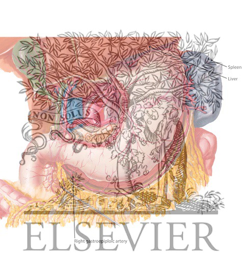 Arteries of Stomach, Liver and Spleen
Blood Supply of Stomach and Duodenum