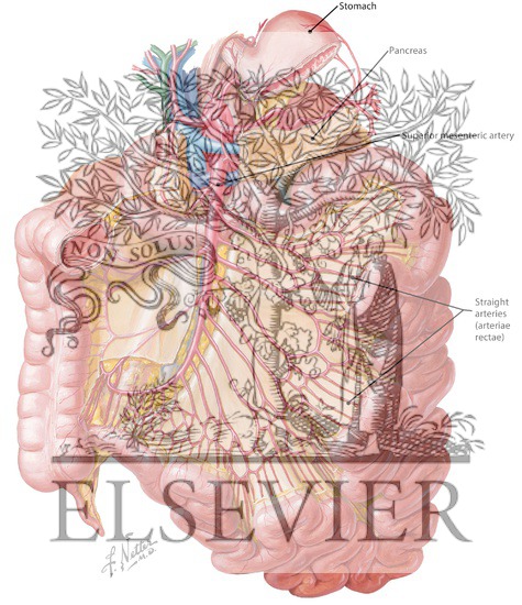 Arteries of Small Intestine
Blood Supply of Small and Large Intestine