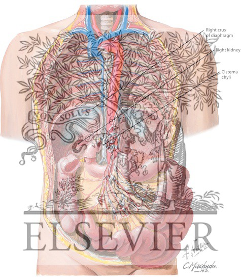 Lymph Drainage of Small Intestine
Lymph Vessels and Nodes of Small Intestine