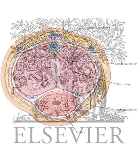 Watermarked preview of labeled image: Section Through the Shaft of the Penis