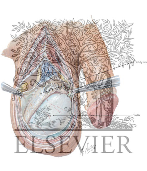 Testis and Epididymis