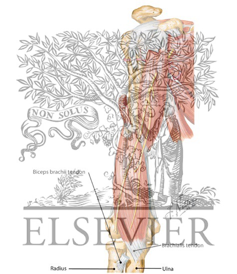 Arm Muscles With Portions of Arteries and Nerves
Muscles of Arm: Anterior Views