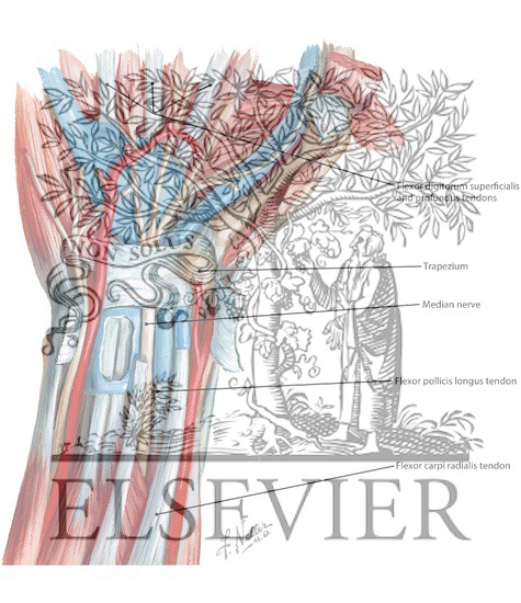 Watermarked preview of labeled image: Flexor Muscles of the Wrist