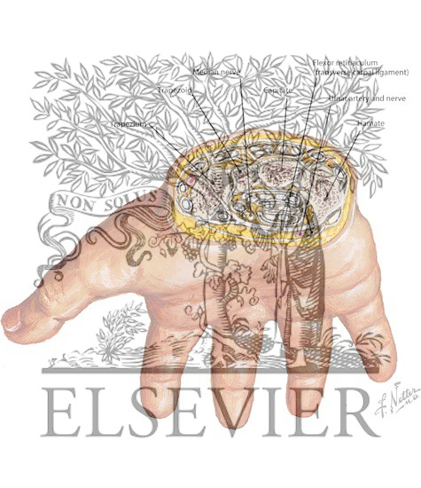 Wrist Carpal Tunnel 2 Biology Diagrams