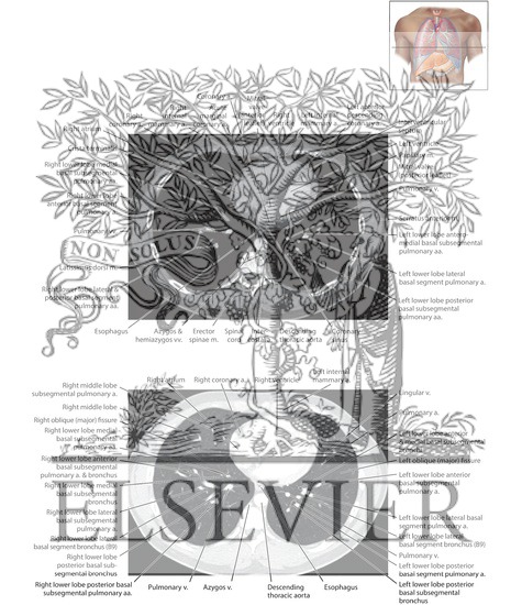 Watermarked preview of labeled image: Soft Tissue and Lung Axial 31