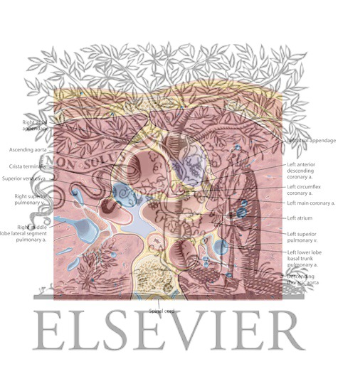 Watermarked preview of labeled image: Cardiac CT Axial 9