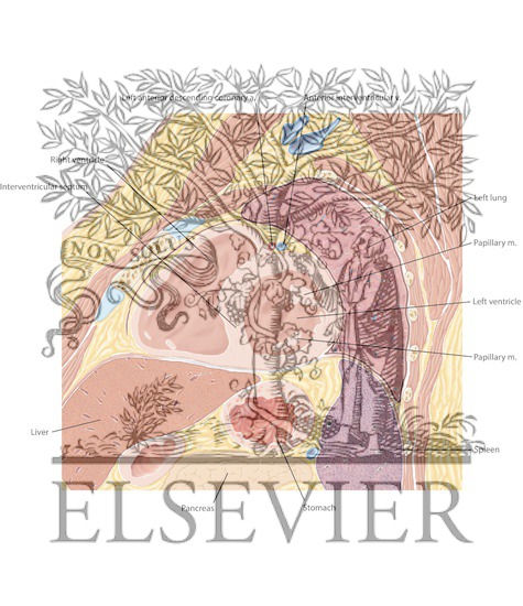 Watermarked preview of labeled image: Cardiac MR Short Axis 1