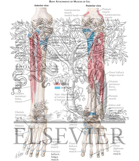 Watermarked preview of labeled image: Bony Attachments of Muscles of Leg
Attachments of Muscles of Leg