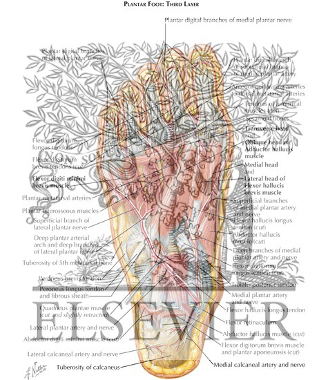 Watermarked preview of labeled image: Muscles of Sole of Foot: Third Layer
