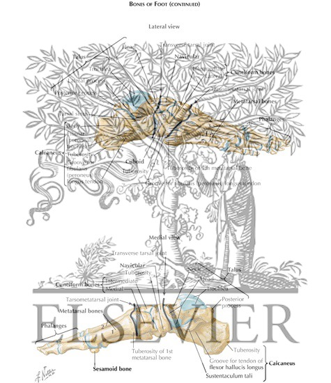 Watermarked preview of labeled image: Bones of Foot