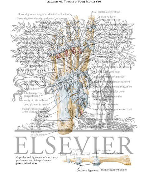 Tendon Insertions and Ligaments of Sole of Foot
Ligaments and Tendons of Foot: Plantar View