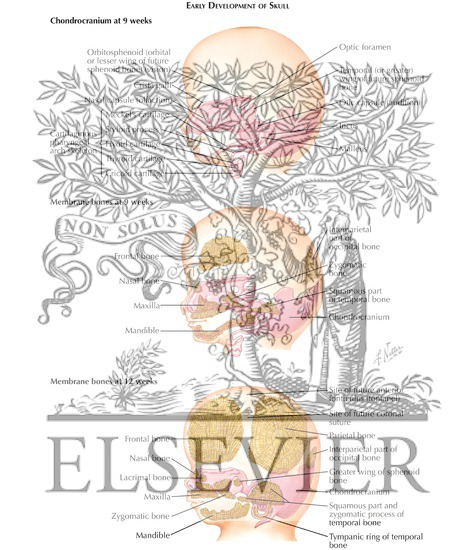 Watermarked preview of labeled image: Early Development of Skull