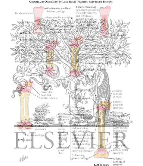Endochondral Ossification in a Long Bone