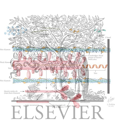 Watermarked preview of labeled image: Composition and Structure of Myofilaments