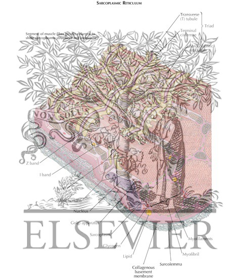 Watermarked preview of labeled image: Sarcoplasmic Reticulum and Initiation of Muscle Contraction