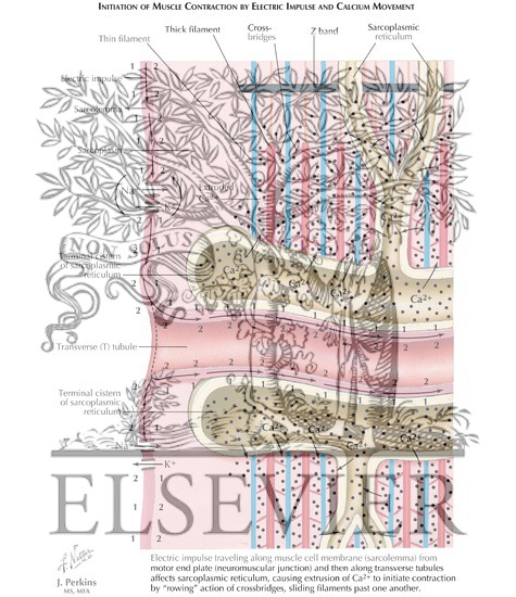 Watermarked preview of labeled image: Initiation of Muscle Contraction by Electric Impulse and Calcium Movement 