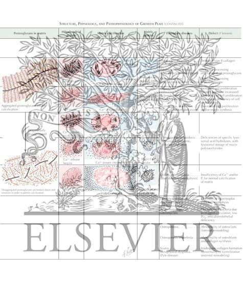 Watermarked preview of labeled image: Structure, Physiology, and Pathophysiology of Growth Plate
Physis (Growth Plate)