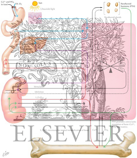 Watermarked preview of labeled image: Normal Calcium and Phosphate Metabolism