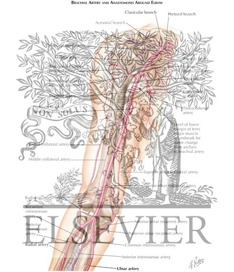 Watermarked preview of labeled image: Brachial Artery and Anastomoses Around Elbow 