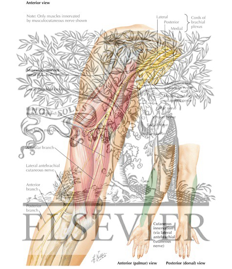 Watermarked preview of labeled image: Musculocutaneous Nerve