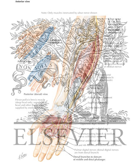 Watermarked preview of labeled image: Ulnar Nerve of Forearm