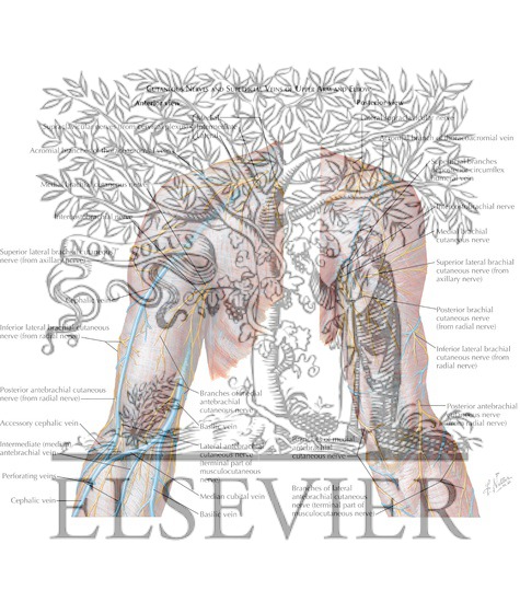 Cutaneous Nerves and Superficial Veins of Upper Arm and Elbow