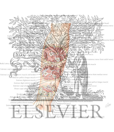 Watermarked preview of labeled image: Cross-Sectional Anatomy of Right Forearm 