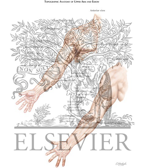 Topographic Anatomy of Forearm and Wrist