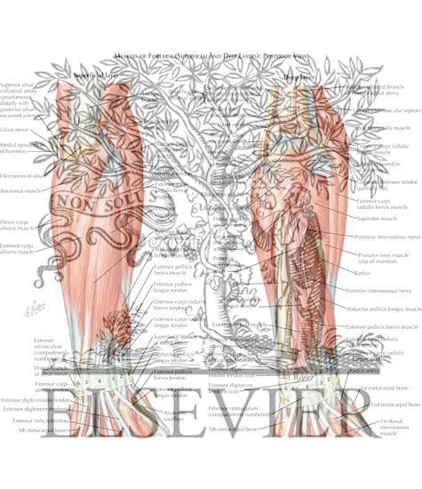 Muscles of Forearm (Superficial and Deep Layers): Posterior View