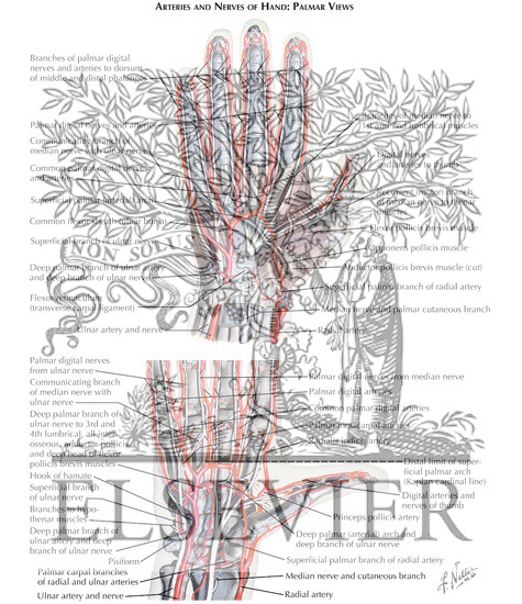 Vascular Supply of the Hand and Finger