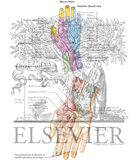 Innervation of the Hand: Median Nerve