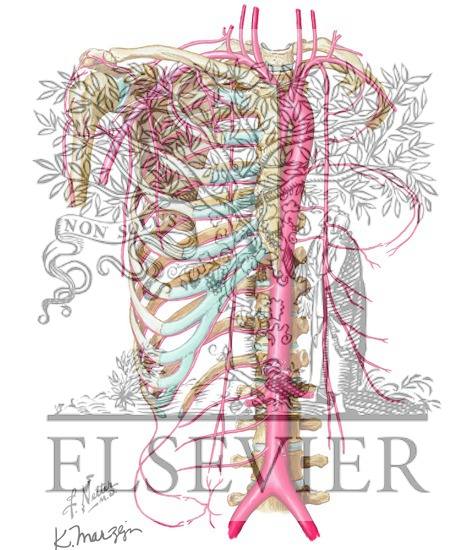 Watermarked preview of unlabeled image: Arteries of the Thoracic Aorta