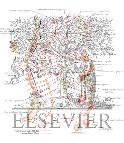 Watermarked preview of labeled image: Sympathetic Nervous System: Schema