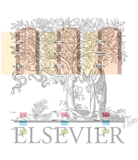 Watermarked preview of unlabeled image: Action Potentials